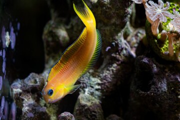 Fototapeta na wymiar Midas blenny on live rock stone, natural orange coloration, hardy fish species with tentacles for experienced aquarist require care in reef marine aquarium, popular pet in LED actinic blue low light