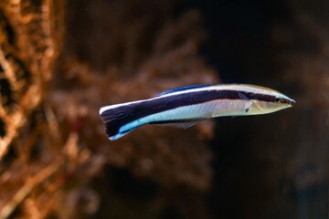 bluestreak cleaner wrasse side view, useful fish clean other animals from parasites, popular pet in marine aquarium require care of experienced aquarist, actinic blue LED light, blur background