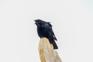 Crow Singing