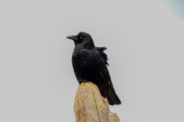 Crow  Nictitating Membrane