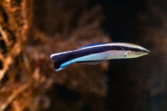 bluestreak cleaner wrasse side view, useful fish clean other animals from parasites, popular pet in marine aquarium require care of experienced aquarist, actinic blue LED light, blur background
