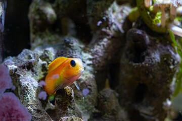Fototapeta na wymiar Midas blenny hide in cave of live rock stone, orange coloration hardy fish species with tentacles for experienced aquarist require care in reef marine aquarium, popular pet in LED actinic low light