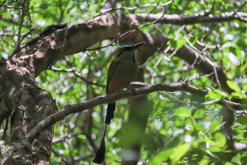 Motmot in the Tree