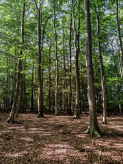 Obraz premium trees in the forest