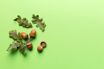 Branch with green oak tree leaves and acorns on colored background, close up top view