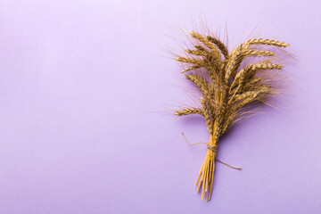 Sheaf of wheat ears close up and seeds on colored background. Natural cereal plant, harvest time concept. Top view, flat lay with copy space. world wheat crisis
