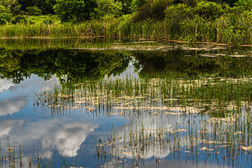 southwest florida landscape with water reflection