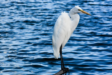 White heron over a boat at the lake of Araruama town, State of Rio de Janeiro, Brazil. Taken with Nikon D7100 18-200 lens, at 200mm, 1/125 f 14 ISO 125.