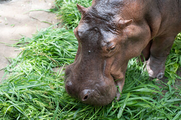 Baby cute African hippopotamus or hippo eating green grass in a zoo.
