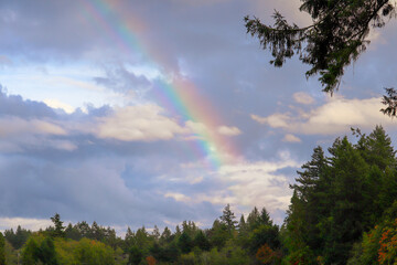 Rainbow Above the Forest