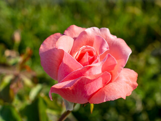 isolated pink rose in garden