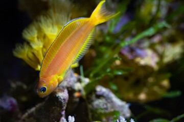 natural orange coloration Midas blenny swim at live rock stone, hardy fish species with tentacles...