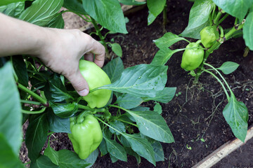 Green Bulgarian sweet pepper in garden bed, hand takes vegetable harvesting