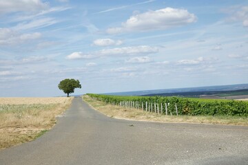 Asphalt road surrounded by fields and a lonely tree in the background
