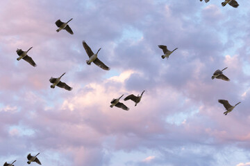 Naklejka na ściany i meble Flock of Canada Geese scientific name branta canadensis Flying above with a stunning twilight sky