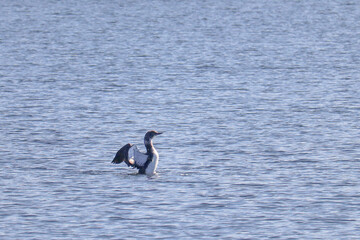 Loon Flapping Wings
