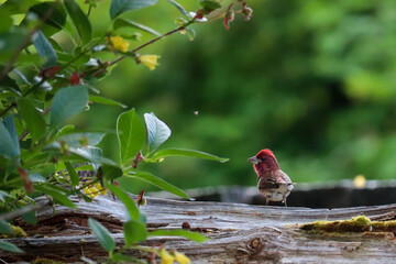 Purple Finch