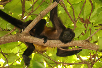 Howler Monkey Chilling on the Branch