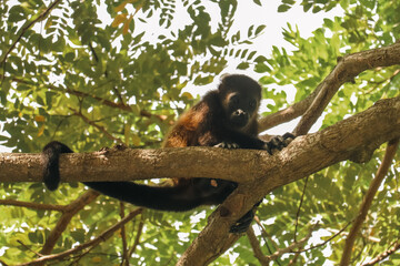 Baby Monkey on the Branch