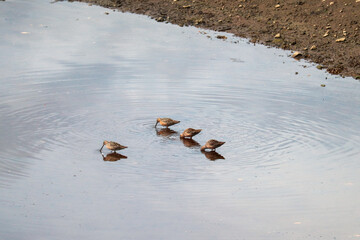 Snipes in the Creek