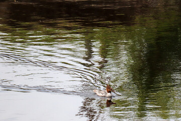 Merganser and Green Water