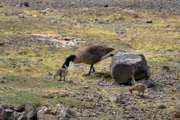 Goose and Babies