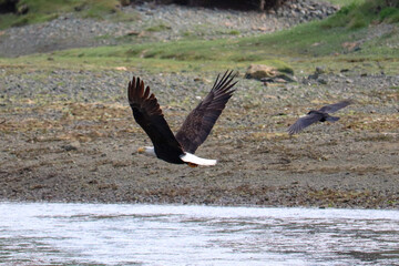 Crow Chasing Eagle