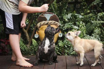 Obedience training with French Bulldogs, boy teaching pet dogs to sit