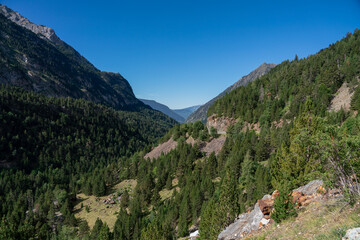 large area of green forest woodland on high mountain slopes