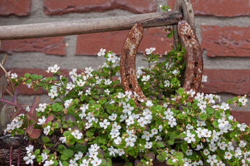 Hufeisen als Glücksbringer, Glückssymbol, Blumentopf