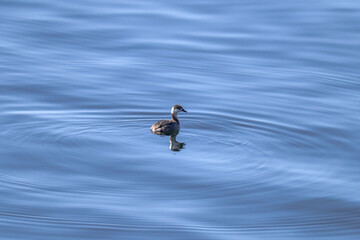 Grebe Reflections on the Water