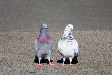Rock Dove Couple