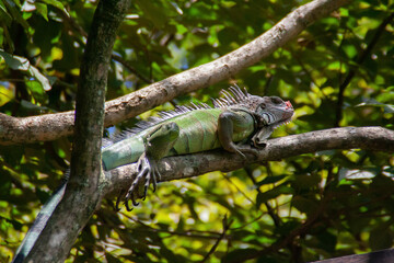 Iguana at the Zoaave animal reserve in Costa Rica, Central America sitting on a tropical forest tree branch