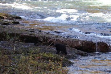 Black Bear at the River Edge