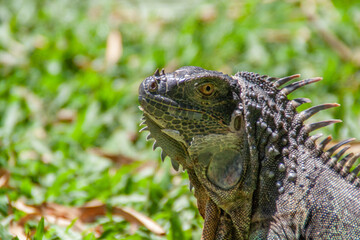 Iguana resting on green tropical grass at the Costa Rica animal reserve, Zooave, Central America