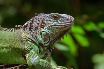 Iguana resting on green tropical grass at the Costa Rica animal reserve, Zooave, Central America