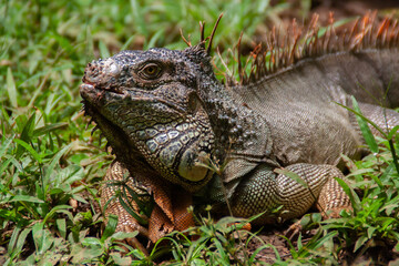 Obraz premium Iguana resting on green tropical grass at the Costa Rica animal reserve, Zooave, Central America