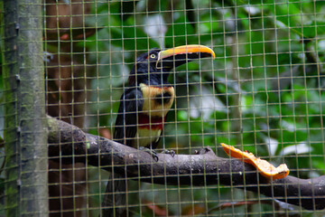 Toucan in a cage at the Costa Rica animal reserve, Central America