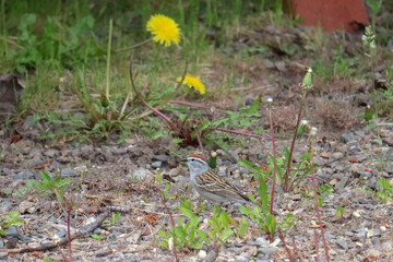 Chipping Sparrow and Dandelions