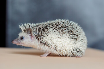 Cute hedgehog. Portrait of pretty curious muzzle of animal. Favorite pets. Atelerix, African hedgehogs. Selective focus. High quality photo