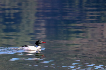 Female Merganser on the Lake
