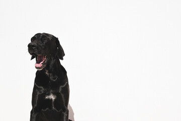 black labrador retriever