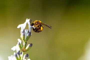 Fotobehang Photo macro d'une abeille dans un brin de lavande blanc © bockelbam