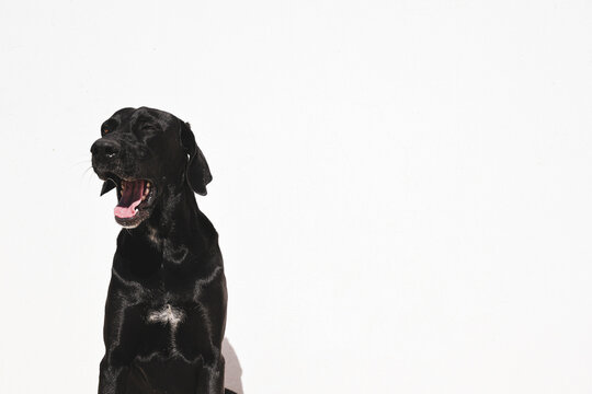black labrador retriever