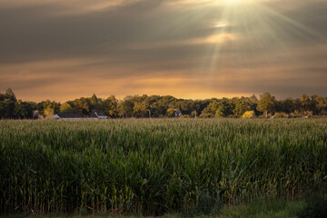 A green field of corn sits under an evening sky in the Netherlands