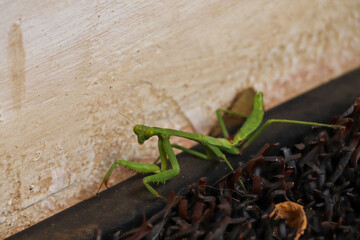 Green Praying Mantis 