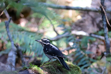 Downy Woodpecker on a Branch