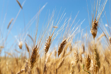 Wheat field and seed heads close-up against the sky