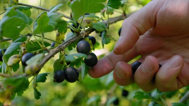 Close up man hand picks blackberry at sunrise or sunset. Fresh and ripe organic gooseberry growing in the garden on a summer day. Yoshta - hybrid of currant and gooseberry. Harvesting, farming