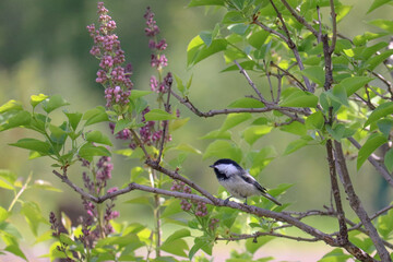 Chickadee and Purple Flowers